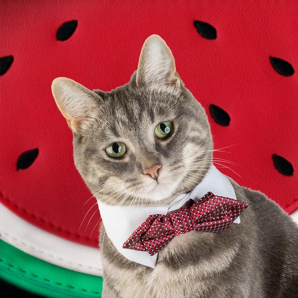 Ceasefire Meow Photography Art Prints Cats holiday gifts cards - Picture 4 of 7